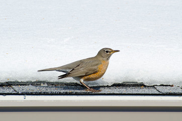 bird