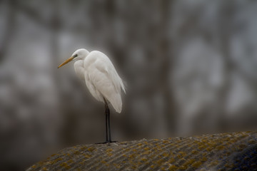 Egret on a blurred background in the wild