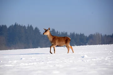 Photo sur Plexiglas Cerf marchant sur le soleil, cerf femelle marchant dans un paysage enneigé