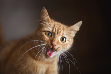portrait of fluffy ginger cat with big white whiskers - 135337724