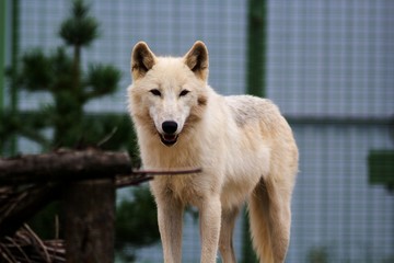 Big white wolf in the zoo looking for something