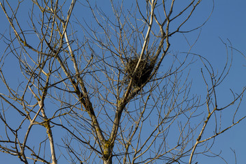 A Tree in Winter without any Leaves against the Afternoon Sky.