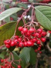 Red berries on the background of green leafs