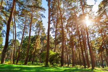 beautiful green forest