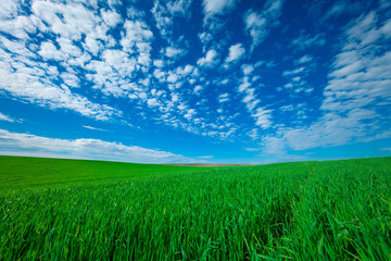 Green Field and Beautiful Sunset