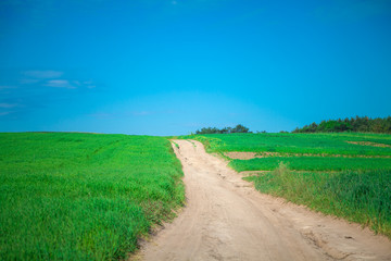 Green Field and Beautiful Sunset