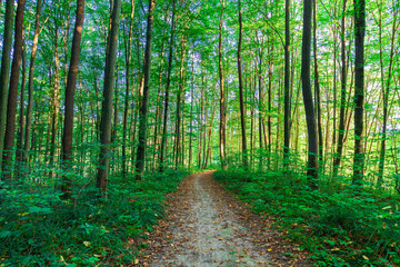 beautiful green forest