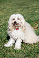 Toy Poodle Dog Portrait in the Park