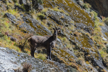 Wild musk deer in Nepal