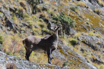 Wild musk deer in Nepal