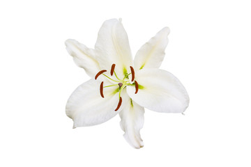 Plakat isolated white Lily flower on white background