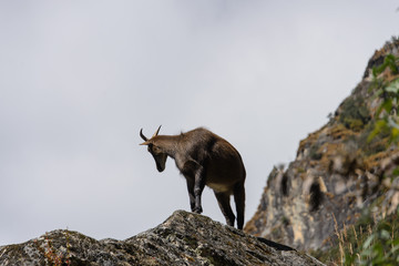 Wild musk deer in Nepal