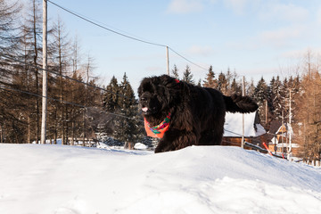 Nowofundland © blackspeed