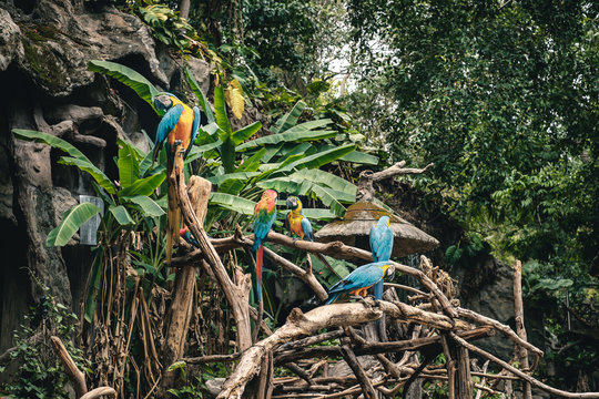 Group of macaw parrots in tropical forest