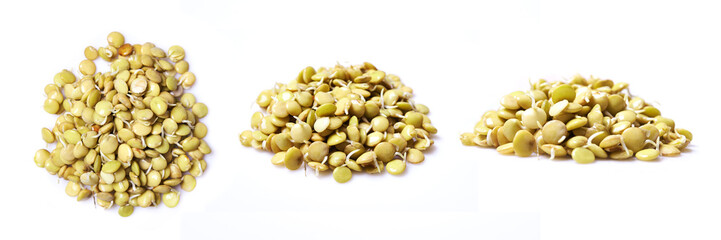 Lentil germs on a white background