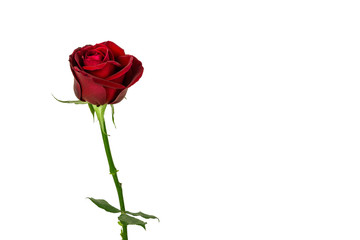 isolated red rose on white background