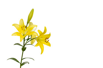 selection of yellow Lily flower tree isolated on white backgroud