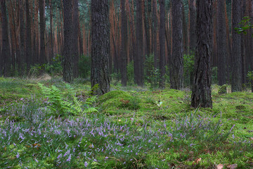 Fototapeta premium Wrzosowy las 4