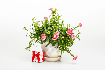 Carnation flowers in a pot and gift box on white background