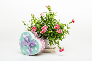 Carnation flowers in a pot and heart gift box on white background