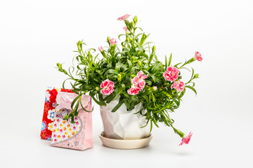 Carnation flowers in a pot and gift boxes on white background