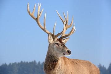 Winterhirsch, prächtiger Rothirsch steht stolz in der Wintersonne, Portrait