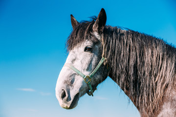 Close Up Of Horse On Blue Sky Background