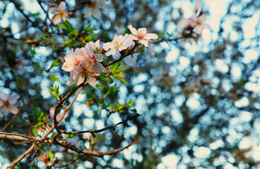 background of spring white cherry blossoms tree