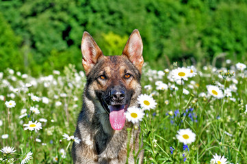 Happy dog
