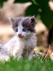 White and gray kitten sits on a green grass