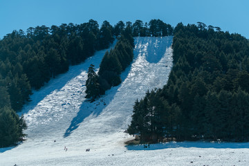 ski downhill
