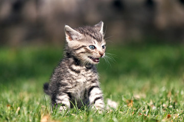 Striped kitten sitting on green grass with open mouth. He expresses emotions of anger or frustration, meowing