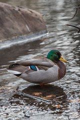 Central Park, duck