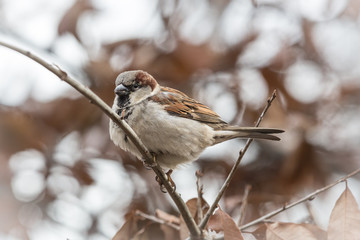 Central Park, NY, Bird