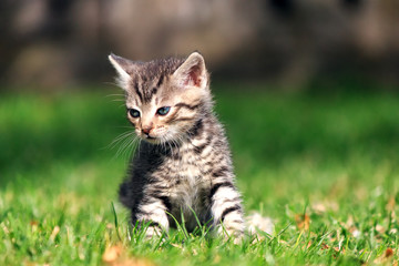 Naklejka na ściany i meble Sad striped kitten sitting on green grass, looking away from the camera