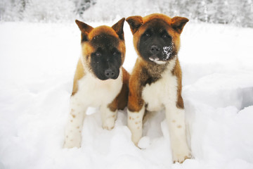 Two American Akita puppies posing outdoors on a snow in winter forest