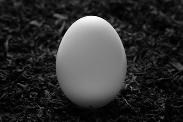 White egg standing on straw