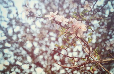 background of spring white cherry blossoms tree
