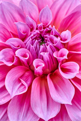 Closeup of dahlia flower in full bloom in the garden.