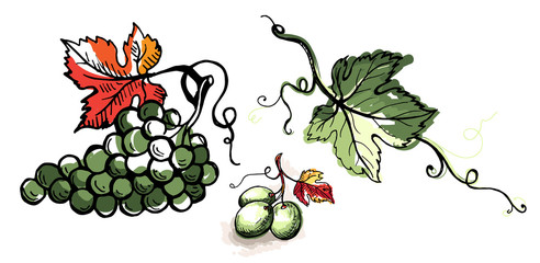Watercolor ripe grape with leaves isolated on white in graphic style hand-drawn vector illustration.
