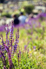 Purple Lupine Spring Blossom in the Park