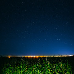 Fototapeta na wymiar Blue Night Starry Sky Above Green Cornfield And Yellow City Lights