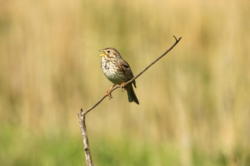 Corn Bunting / Emberiza calandra 