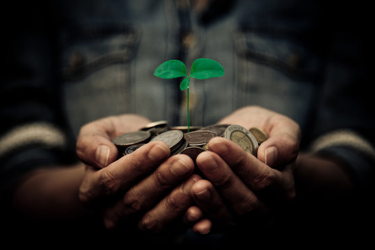 A Coins With Tree In People Hands In Saving And Growing Money Co