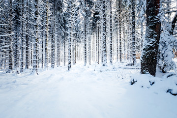 Fototapeta premium Stark verschneiter Wald