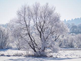 Obraz premium Single tree covered in frost and snow II