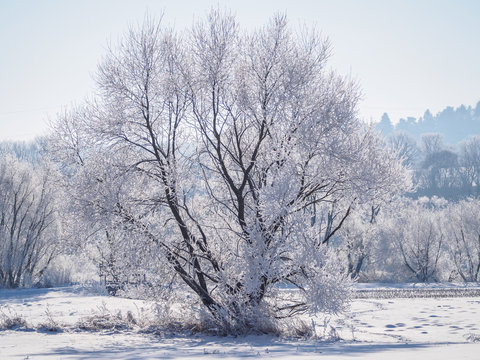 Single tree covered in frost and snow II