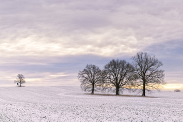 Feldbäume im vereisten Feld, Schleswig-Holstein