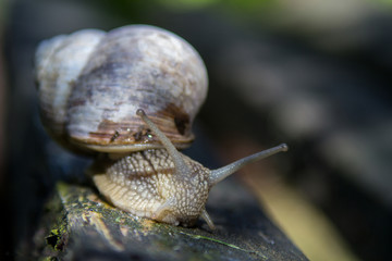 Weinbergschnecke