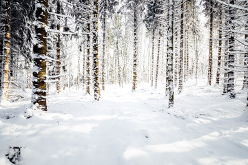 Schnee weißerr Winterwald